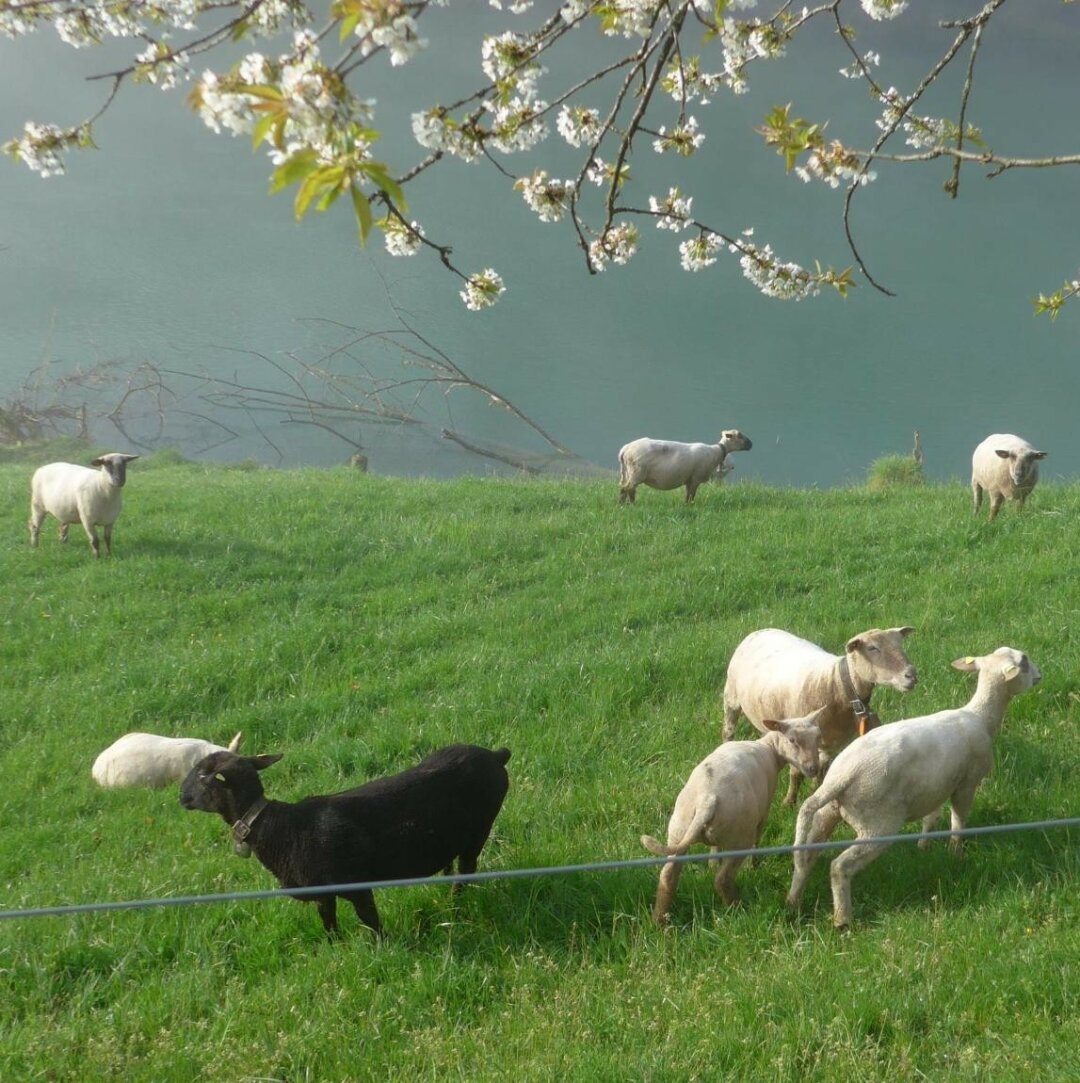 an image or two from my Pixelfed, shows a flock of sheep with one black sheep