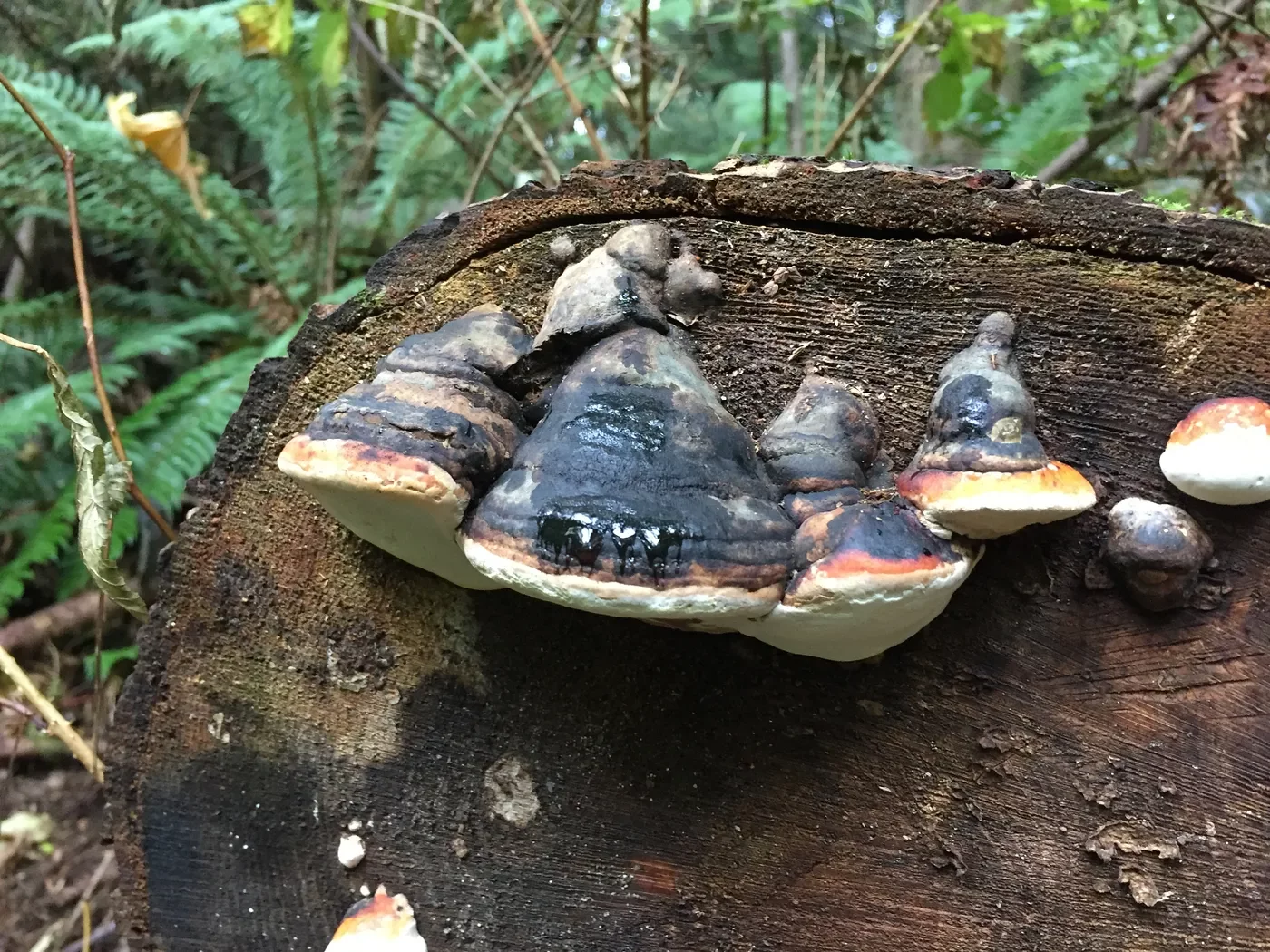 Shelf Mushrooms